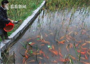 鱼塘大量使用兽药 养殖户 我们不吃自己养的鱼