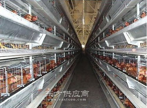 邯郸肉鸡笼 日照万隆养殖设备厂 肉鸡笼图片