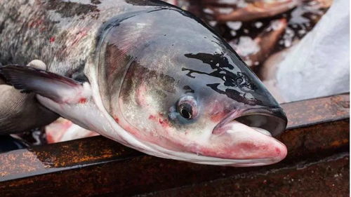 水产专家详解 淡水养殖效益下滑的原因及应对策略