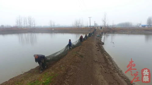 昔日塌陷地蜕变金山，水产品养殖年入五千万的振兴密码