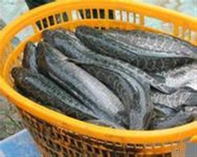 十堰市农产品与水产养殖需求分析