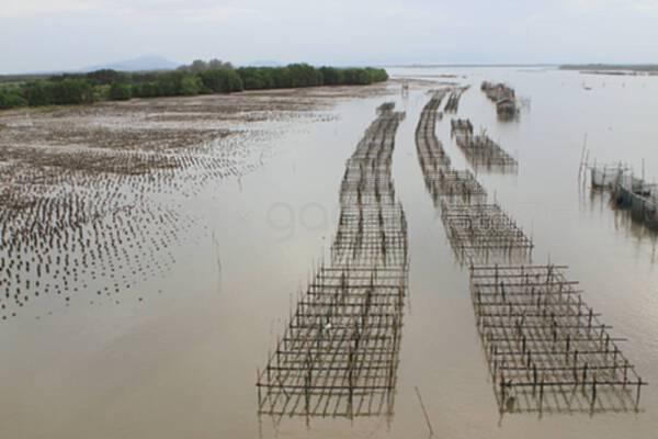 泰国贝类养殖业 热带水域的可持续水产养殖典范