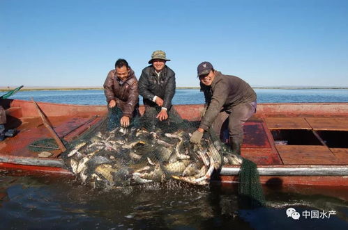 新疆福海县加强水产品质量监管 确保水产品养殖安全