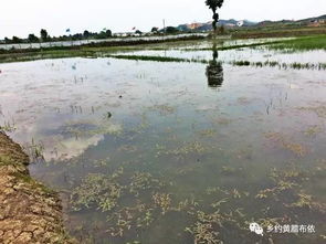 大河水产养殖基地 贵州安顺市“菜单式”精准扶贫的典范