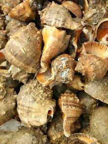 乐亭县海龙海水养殖场 河北水产品养殖销售的优选之选