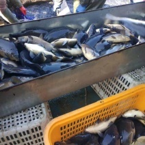 水产养殖网箱 现代水产品养殖的集约化与可持续发展之路