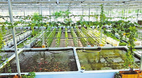 宁夏 引水筑梦，让优质水产品游向千家万户