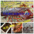 江苏久鸿沭淮河龙虾养殖基地 鲜活水产品养殖的卓越典范