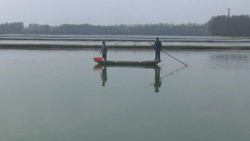 小康新生活 生态养殖为宝应卫星村3300多亩大闸蟹增值，绘就水产品养殖新画卷